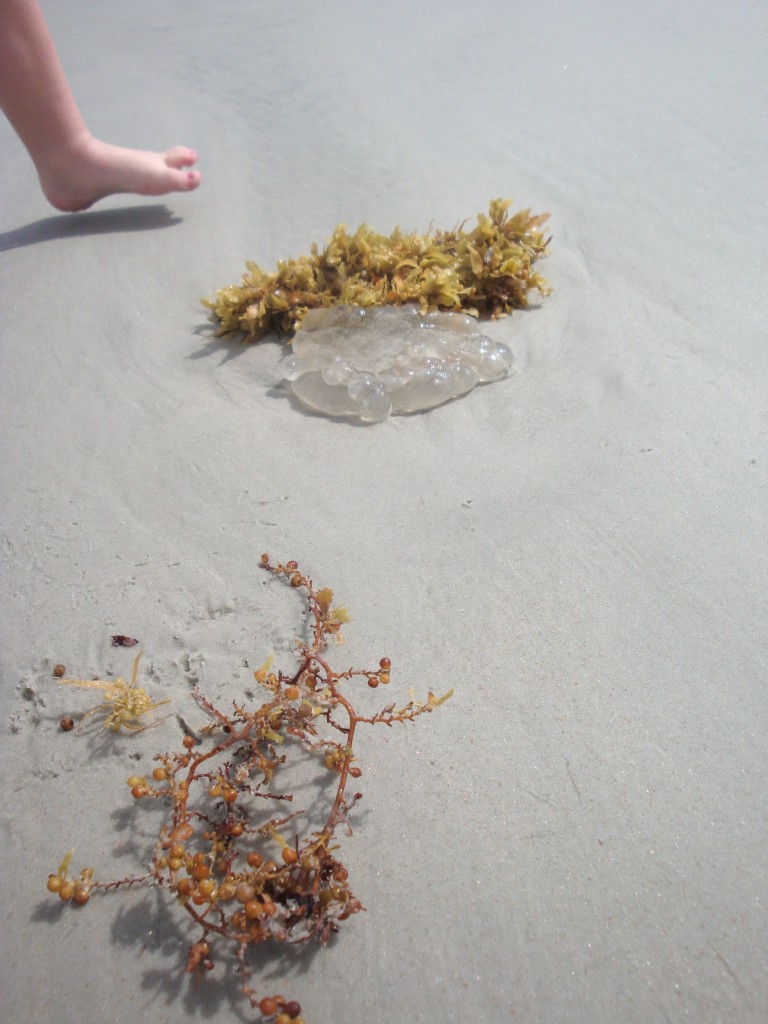 Jellyfish and seaweed