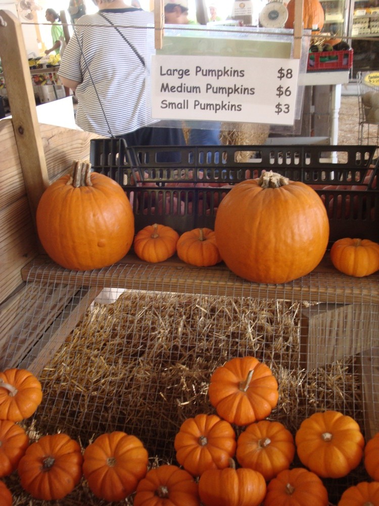 Pumpkins for Sale