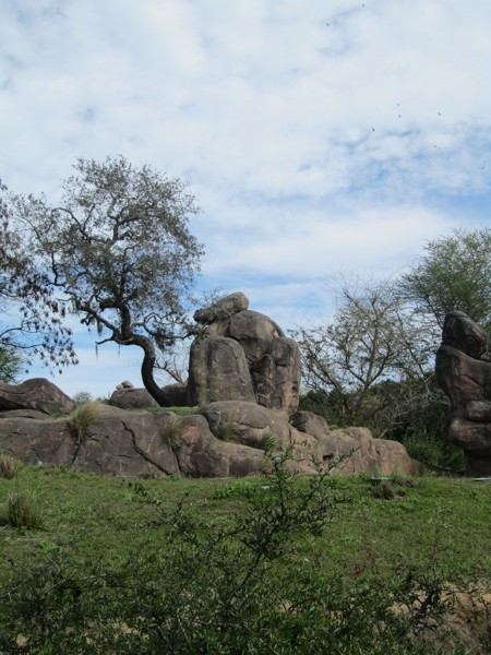 Animal Kingdom