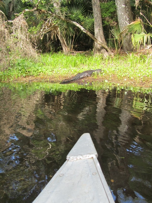 Juniper Springs Run, Gator