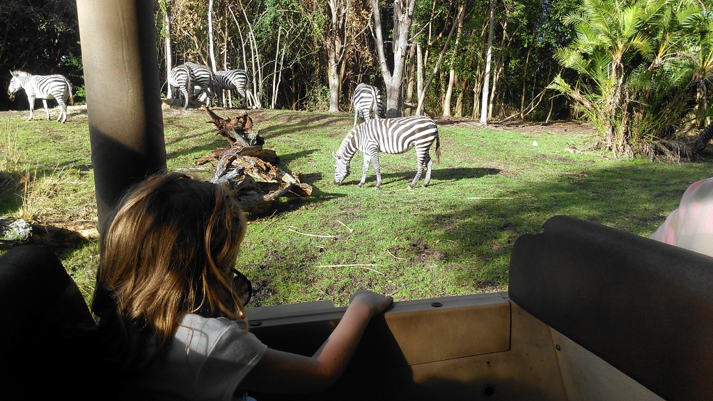 Animal Kingdom safari, zebra