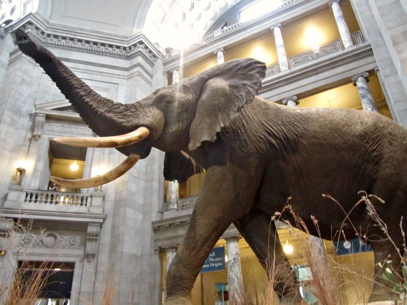 Smithsonian elephant