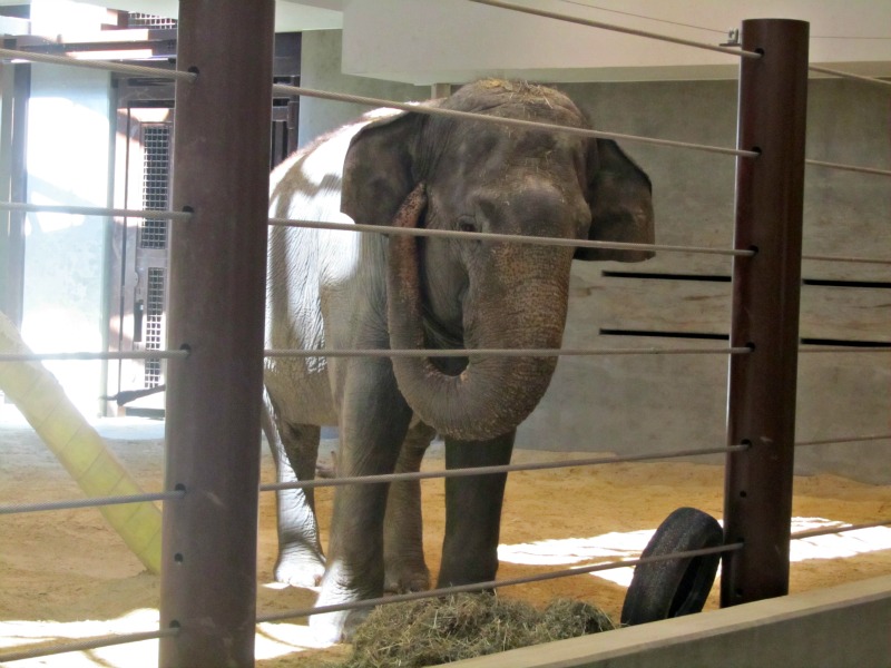 National Zoo: elephant