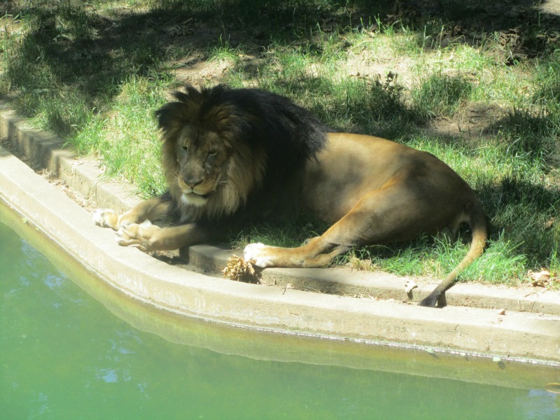 National Zoo: Lion